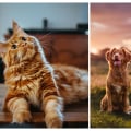 Comprehensive Pet Pharmacy Services in Orange County, CA