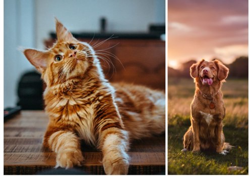 Comprehensive Pet Pharmacy Services in Orange County, CA